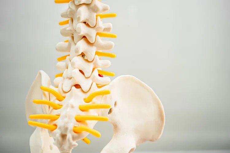 Understanding Herniated Discs