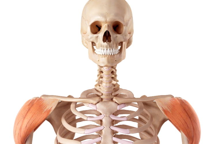 Thoracic Outlet Syndrome: A Closer Look