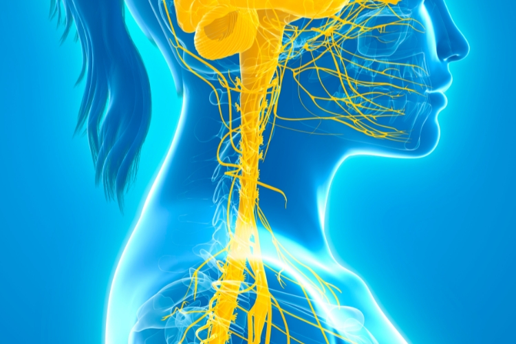 The Connection Between the Upper Cervical Spine and TMJ